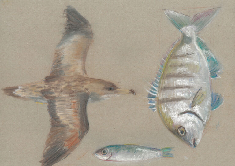 Ilustración a pastel y lápiz sobre animales costeros